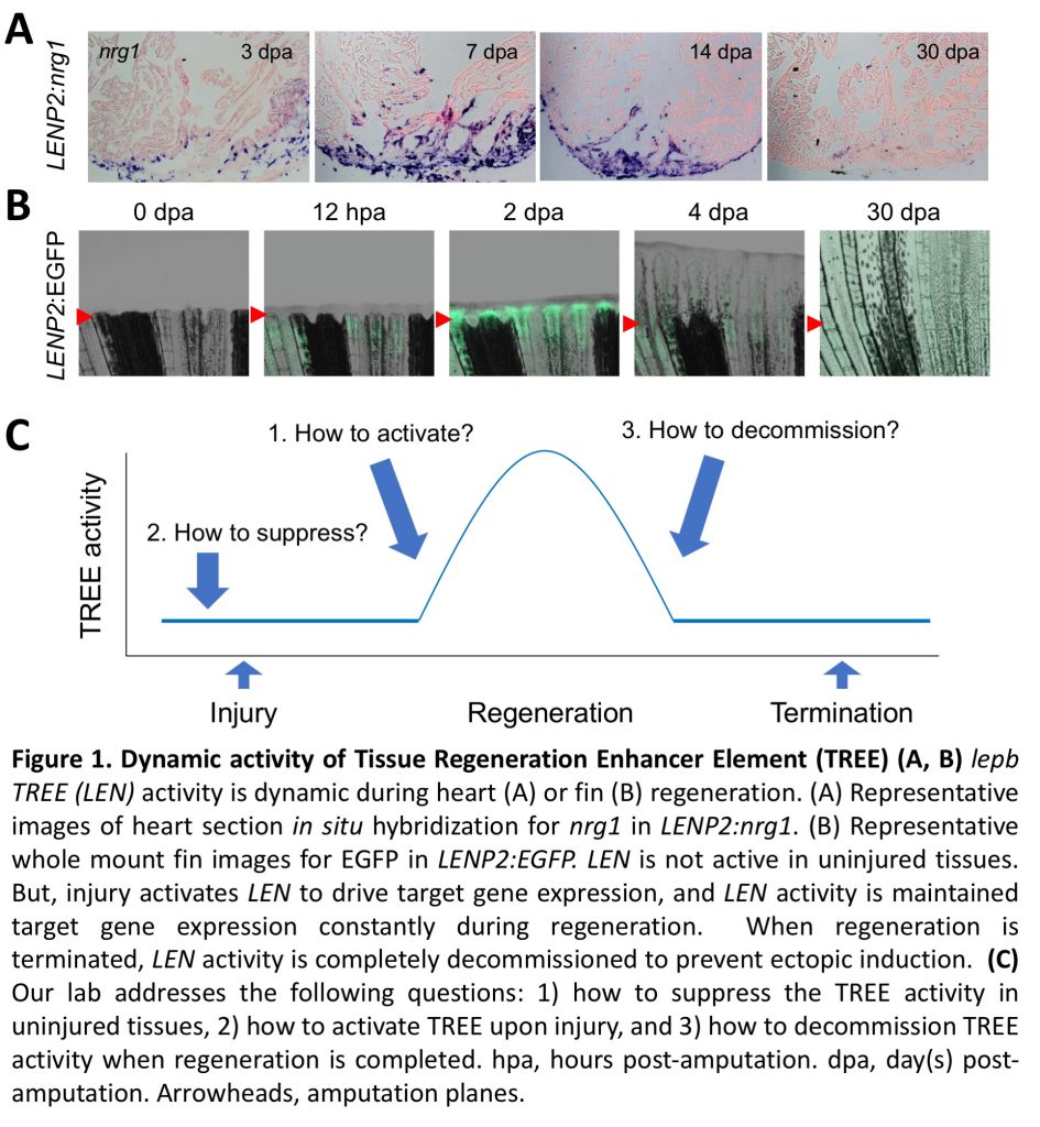 Tissue regeneration enhancer element