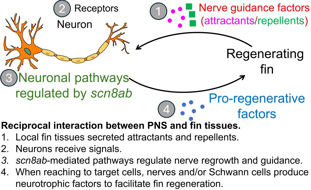 Peripheral nervous systems (PNS) and fin regeneration